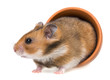 little hamster