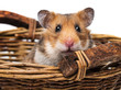 little hamster in a basket