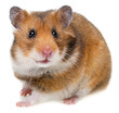 hamster isolated on a white background