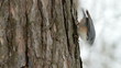 nuthatch on the trunk of pine