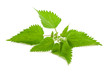  nettle leaf