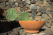 Cactus in clay pot