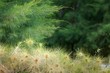 Tropical shore plant