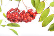 Bunch of red rowan