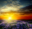 Photo: Sunset over a summer lavender field Sunset over a summer lavender field