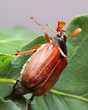 Male Of Cockchafer On Oak Leav... Male Of Cockchafer On Oak Leav...