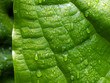 canvas print picture Gunnera