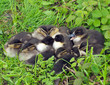 Chicks