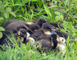Chicks