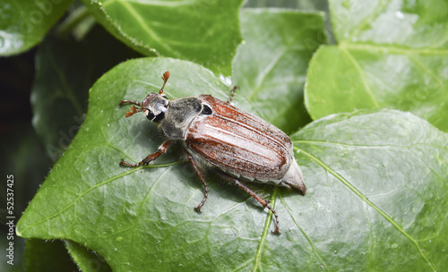 Photo: Maikäfer auf Efeublatt Maikäfer auf Efeublatt