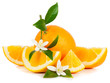 Orange and flovers