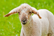 Foto: Lamm 4 Lamm 4