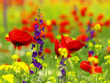 poppy and wild flowers