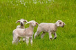 Foto: Lämmer Lämmer