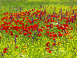 Foto: poppy and wild flowers poppy and wild flowers