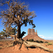 Photo: View of Monument Valley and tree View of Monument Valley and tree