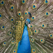 The male peacock (Pavo Linnaeus) with tail disclosed