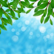 Green leaves and sky