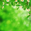 Blooming green leaves and flowers