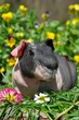 Cochon d'Inde cobaye, ,nu, sans poils , skinny  tricolore