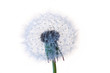 Pusteblume