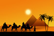 Chameaux Egypte
