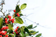 Photo: winter background winter background