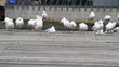 seagulls on the pier