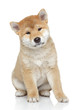 Akita puppy on white background