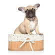French bulldog puppy portrait