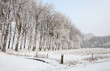 Piece of land framed bij rows of trees and fences