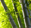 Bamboo forest background. Shallow DOF