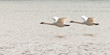 Pair of flying Trumpeter Swans Cygnus buccinator