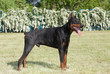 Purebred  dog doberman