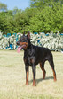 Purebred  dog doberman