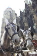 Fiakergespann vor dem Stephansdom in Wien