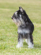 Purebred  Dog Miniature Schnau...