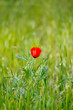 red poppy on nature