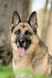 Deutscher Schäferhund im Wald