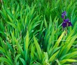 Green grass close-up