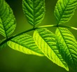 Branch with green leaves close-up