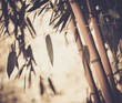 Toned picture of a bamboo plant