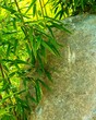 Stone with green leaves around
