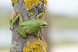 Photo: Europäische Laubfrosch, European tree frog, Hyla arborea Europäische Laubfrosch, European tree frog, Hyla arborea