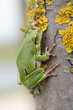 Photo: Europäische Laubfrosch, European tree frog, Hyla arborea Europäische Laubfrosch, European tree frog, Hyla arborea