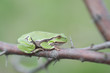 Photo: Europäische Laubfrosch, European tree frog, Hyla arborea Europäische Laubfrosch, European tree frog, Hyla arborea