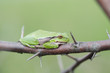 Photo: Europäischer Laubfrosch, European tree frog, Hyla arborea Europäischer Laubfrosch, European tree frog, Hyla arborea