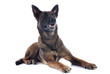 Foto: malinois malinois