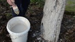 gardener whitewash apple fruit tree trunk garden spring work