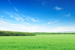 Beautiful flowering fields
